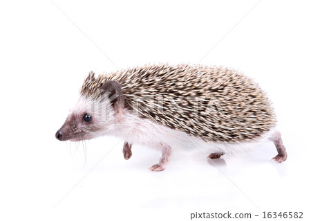 Hedgehog Hedgehog 16346582