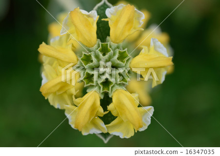 Jerusalem sage flowers Jerusalem sage flowers 16347035