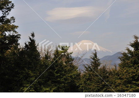 來自Nanohana的富士山 16347180