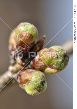 Cherry bud Cherry bud 16347182
