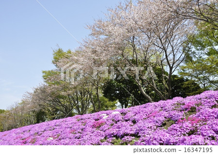 Shibaura and cherry blossoms bloom Shibaura and cherry blossoms bloom 16347195