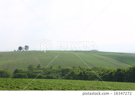 美瑛父母和孩子樹 16347272