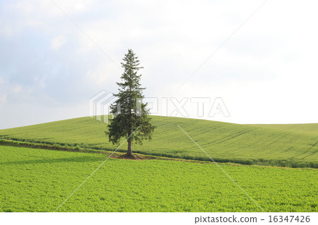 Christmas tree tree 16347426