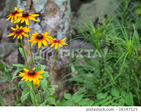 Rudobekia Rudobekia 16347525