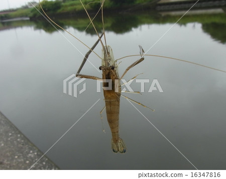 蝦在手 蝦在手 16347816
