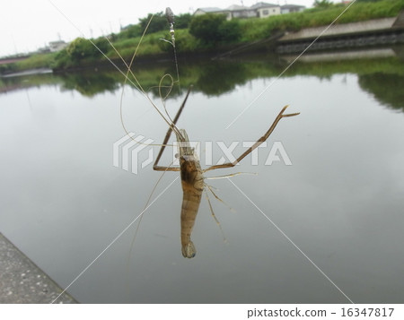 蝦在手 蝦在手 16347817