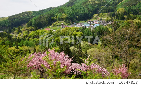 信州的里山和山櫻花樹 信州的里山和山櫻花樹 16347818