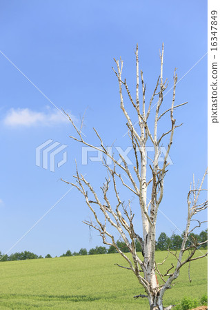 富良野白樺和農村風景 16347849