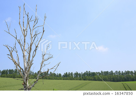 富良野白樺和農村風景 富良野白樺和農村風景 16347850