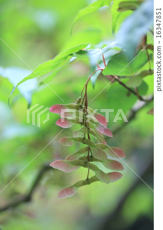 天然植物Hitoba楓，它原來是第一次成為Maple的成員 16347851