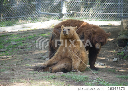 Fuji Safari Park | Bear American Fuji Safari Park | Bear American 16347873