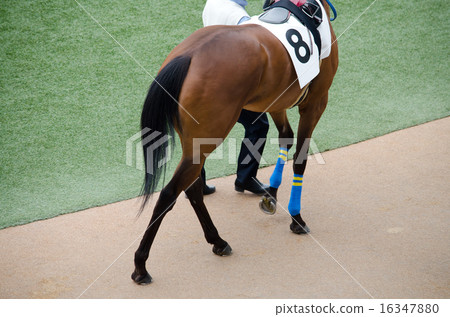 賽馬（Saraburret）圍場 16347880