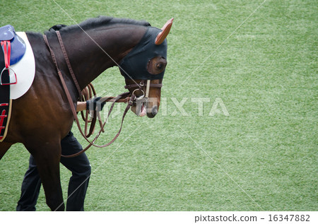 Racehorse (face) paddock 16347882