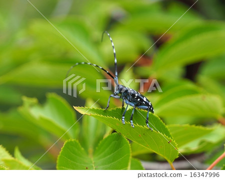 Sticking to the leaves of Yoshino cherry blossom Sticking to the leaves of Yoshino cherry blossom 16347996