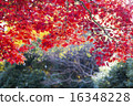 秋葉秋葉和森林 16348228