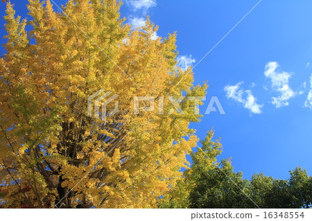 Autumn leaves of ginkgo biloba 16348554
