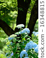  hydrangea 16348815