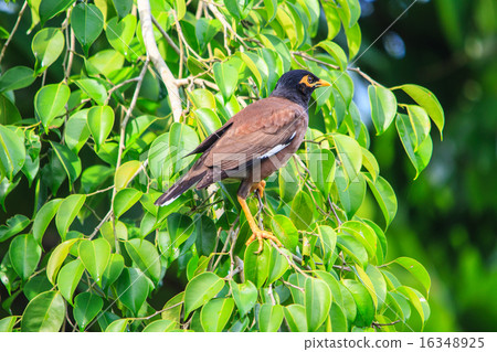 Common Myna bird Common Myna bird 16348925