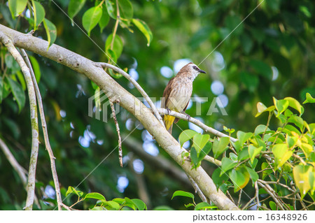 Yellow-vented Bulbul 16348926