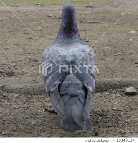 一隻鴿子的背面 16349134