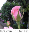雨的玫瑰花蕾 16349135