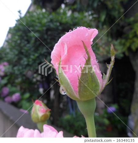 雨的玫瑰花蕾 16349135