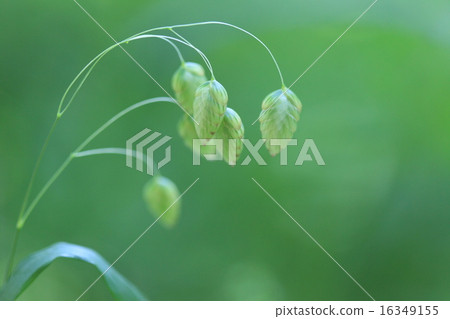 Natural plants Cobansou, the appearance of small spikes full of lots full of pathways is quite a picture 16349155