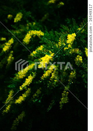 盛開的血腥鰭 盛開的血腥鰭 16349317