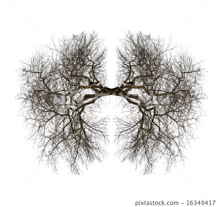 tree lungs 16349417