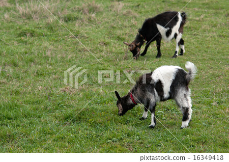 two goats 16349418