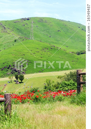 Poppy field of Takaruyama Poppy field of Takaruyama 16349487