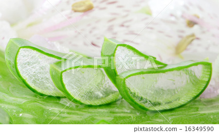 Aloe Vera (Aloe barbadensis Mill.) Aloe Vera (Aloe barbadensis Mill.) 16349590