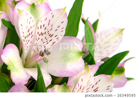 Pink Peruvian Lily Isolated on White Background. 16349595