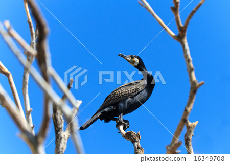 cormorant (phalacrocorax carbo ) 16349708