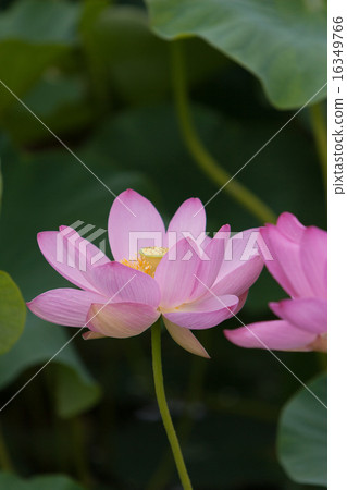 A lotus 16349766