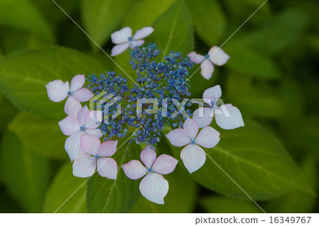 hydrangea   16349767