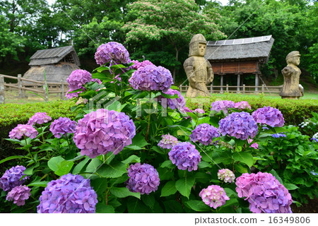 Hydrangea, Kasuya Park in Kanan Town Hydrangea, Kasuya Park in Kanan Town 16349806