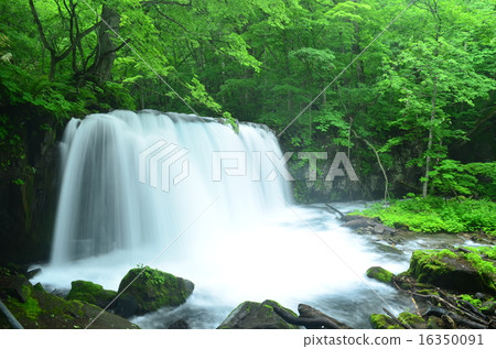 Oirase mountain stream 2015 in early summer♪ Oirase mountain stream 2015 in early summer♪ 16350091