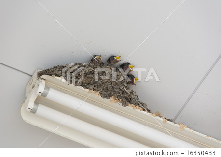 Swallow's nest 16350433