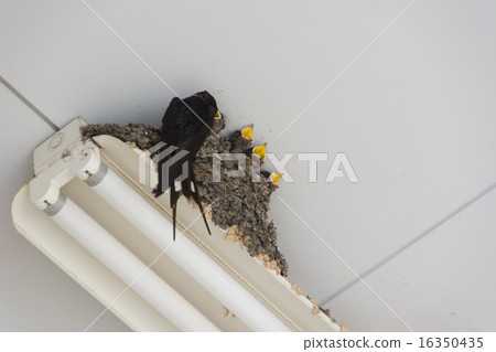 Swallow's nest Swallow's nest 16350435