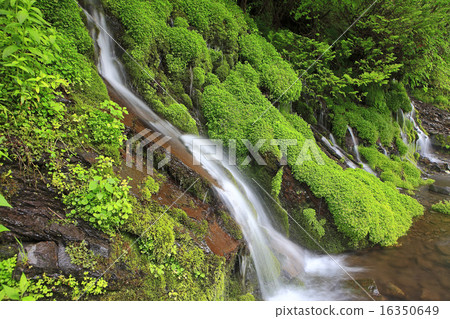 豐富的綠色植物和泉水 豐富的綠色植物和泉水 16350649