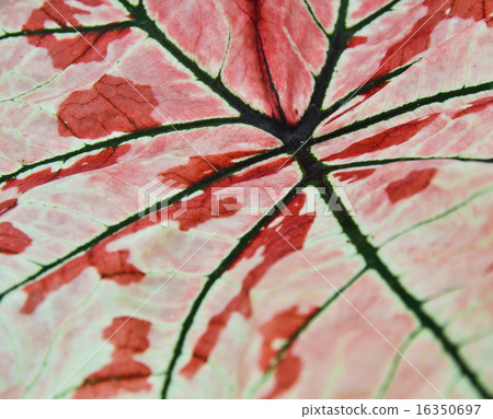 Caladium leaf texture background 16350697