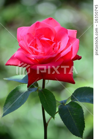 Dark pink roses in the garden Oosaka 16350745