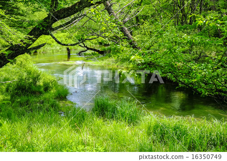 Yukawa of the fresh green 16350749