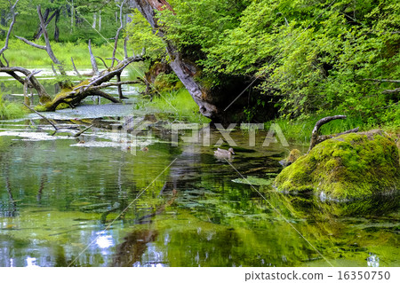 Duck Family and Izumono Pond 16350750