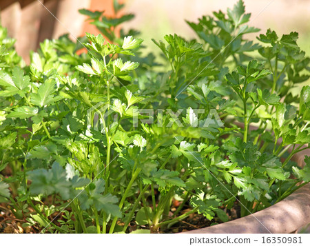 意大利歐芹 16350981