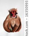 Japanese macaques 16350993