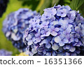  hydrangea 16351366