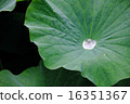 Lotus leaves 16351367