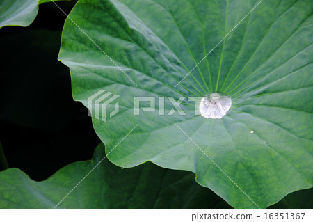 Lotus leaves 16351367